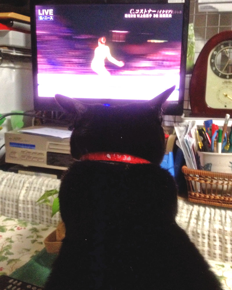 テレビを見るねこ