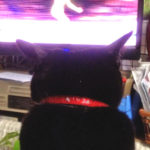 テレビを見るねこ