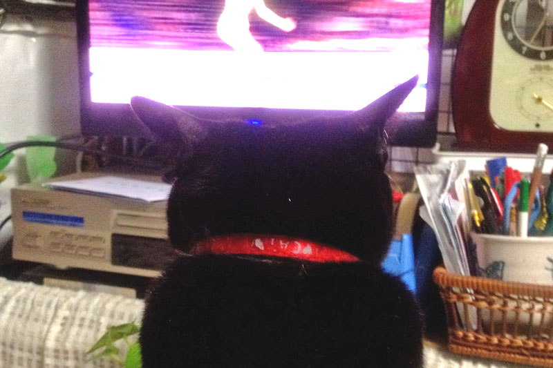 テレビを見るねこ